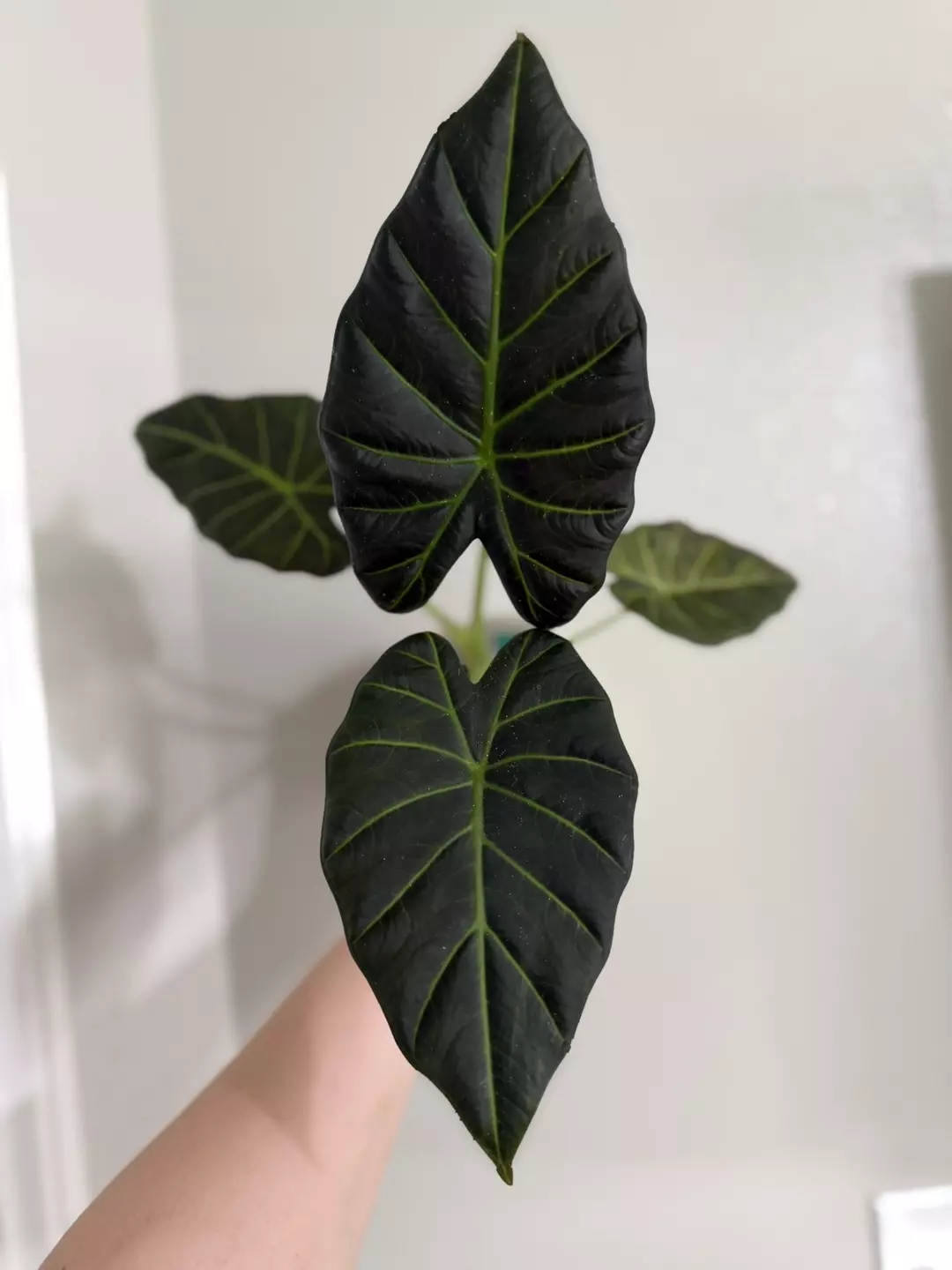 Reverted Regal Shield Albo CORM ONLY thumbnail