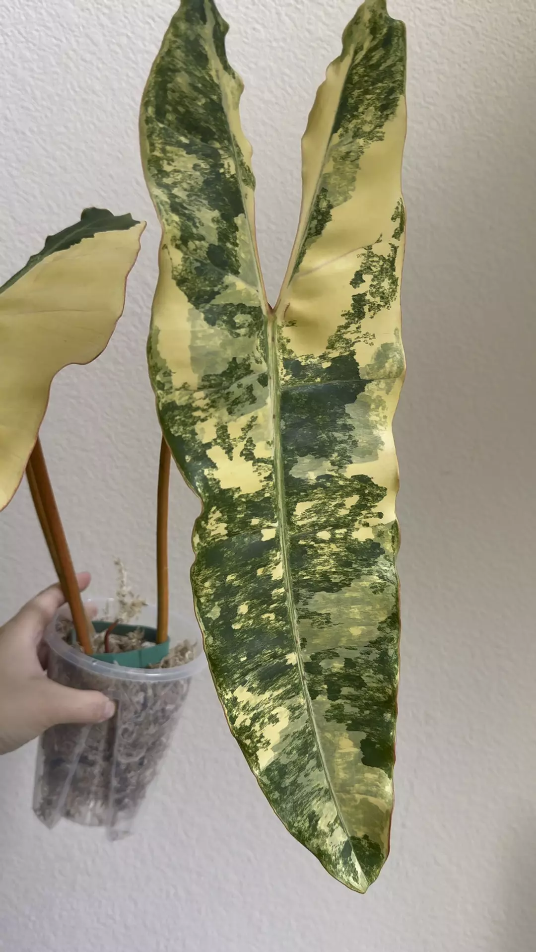 Philodendron billitae variegated  thumbnail