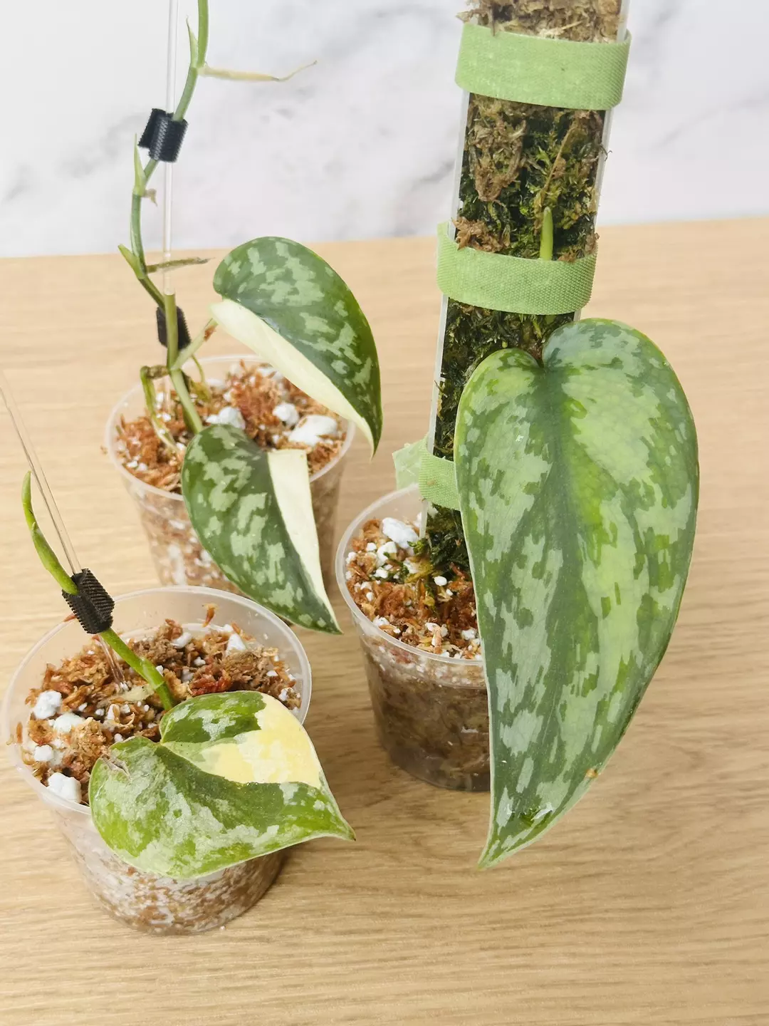 Scindapsus bundle thumbnail