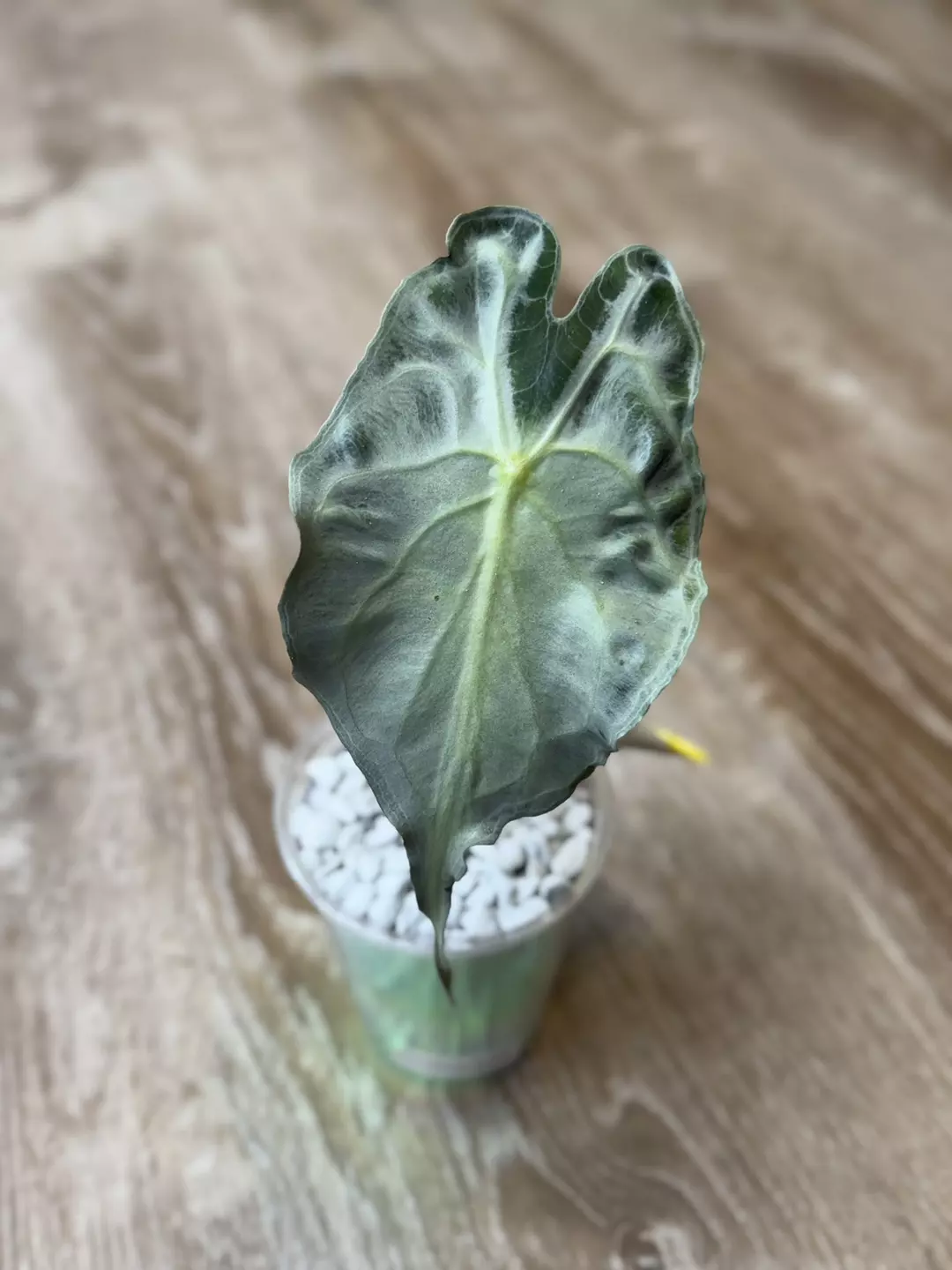 Venom CORM ONLY thumbnail