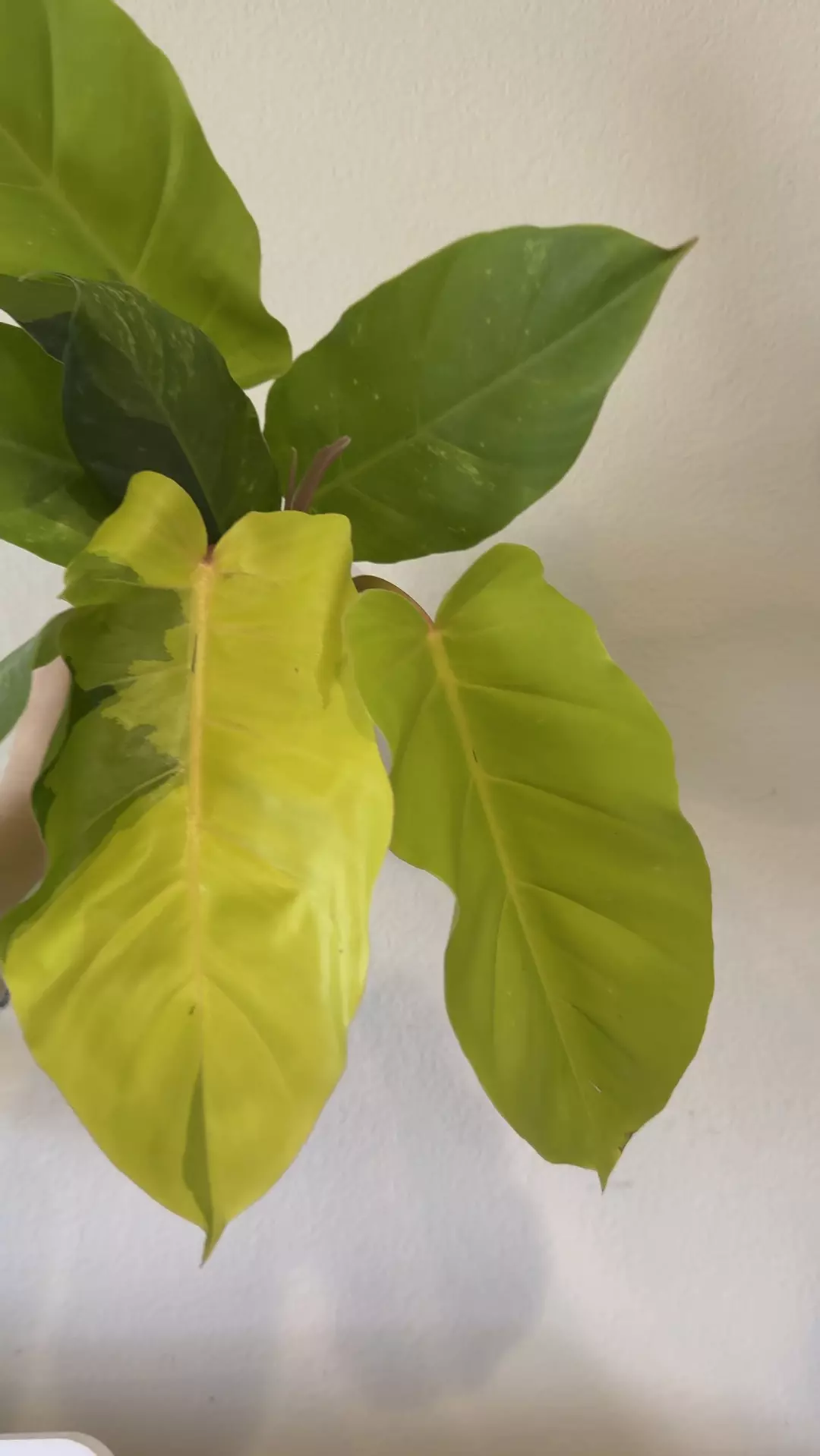 Philodendron jungle fever variegated thumbnail