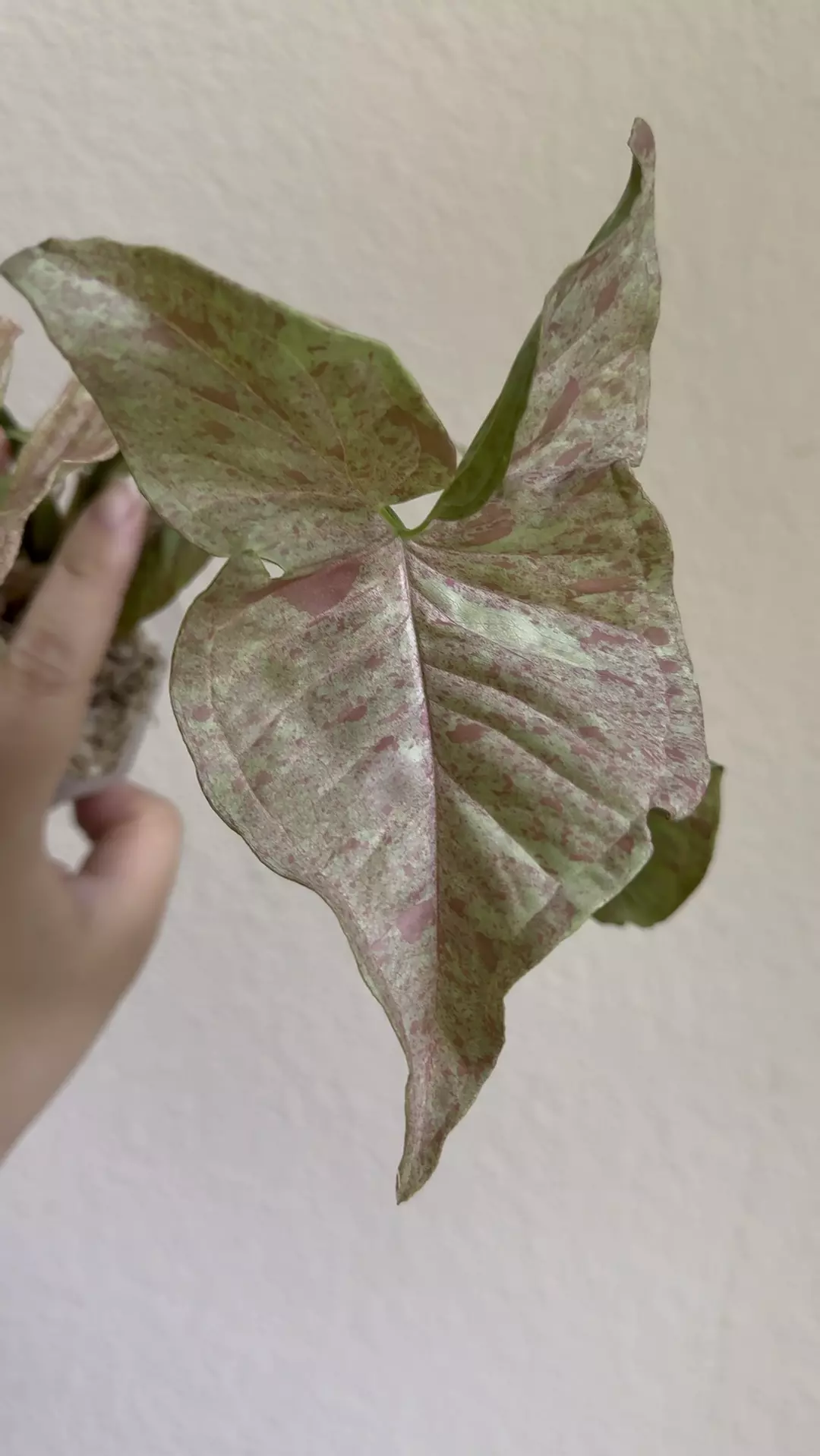 Syngonium pink nubula no 2 thumbnail