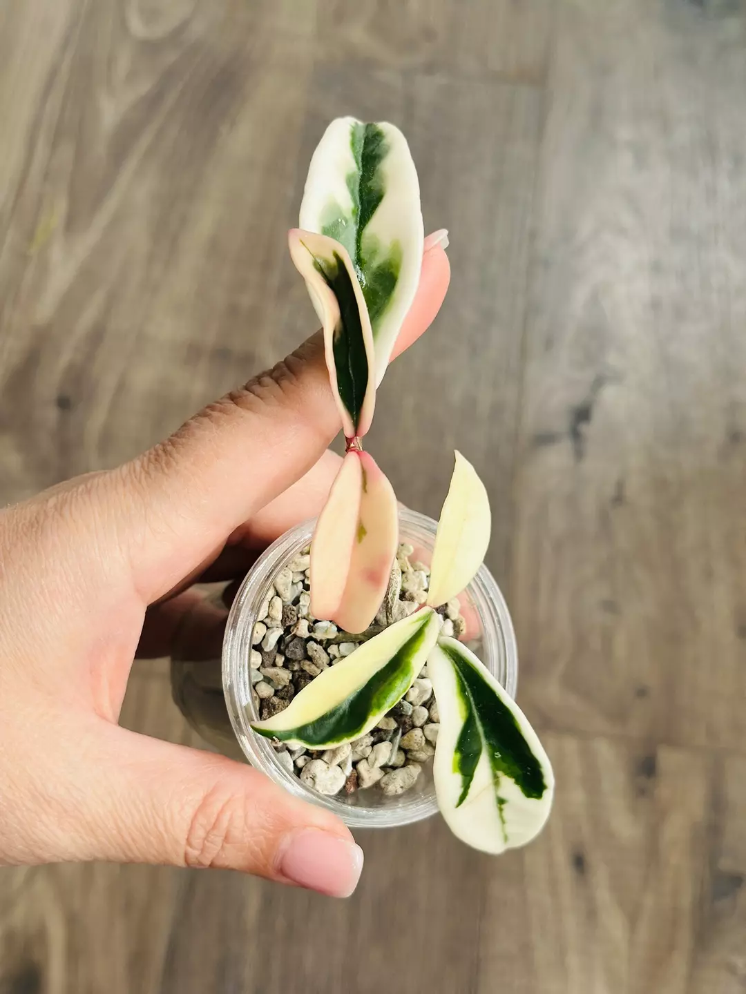 Hoya Suzie Q thumbnail