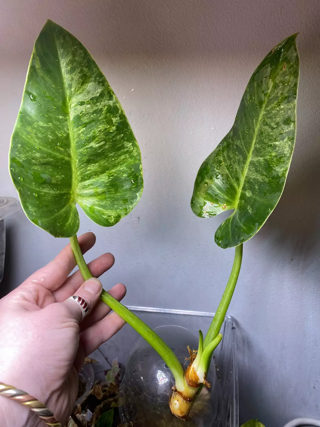 philo giganteum blizzard Unrooted top cut  thumbnail