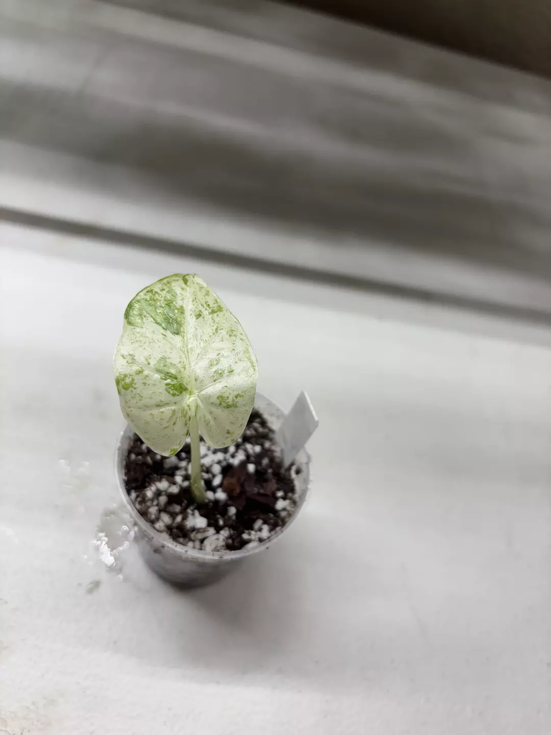 Alocasia Blizzard from corm  thumbnail