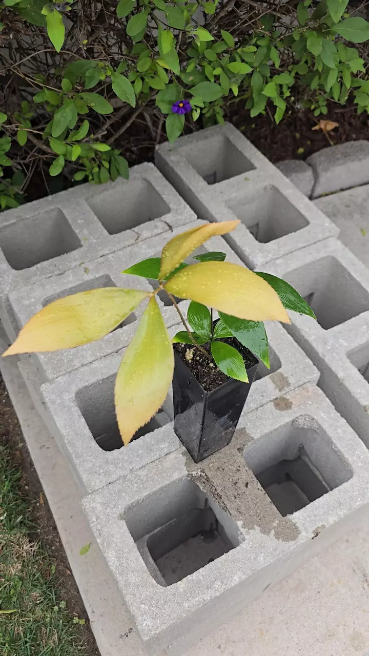 Zamia Splendens Exact seedling thumbnail