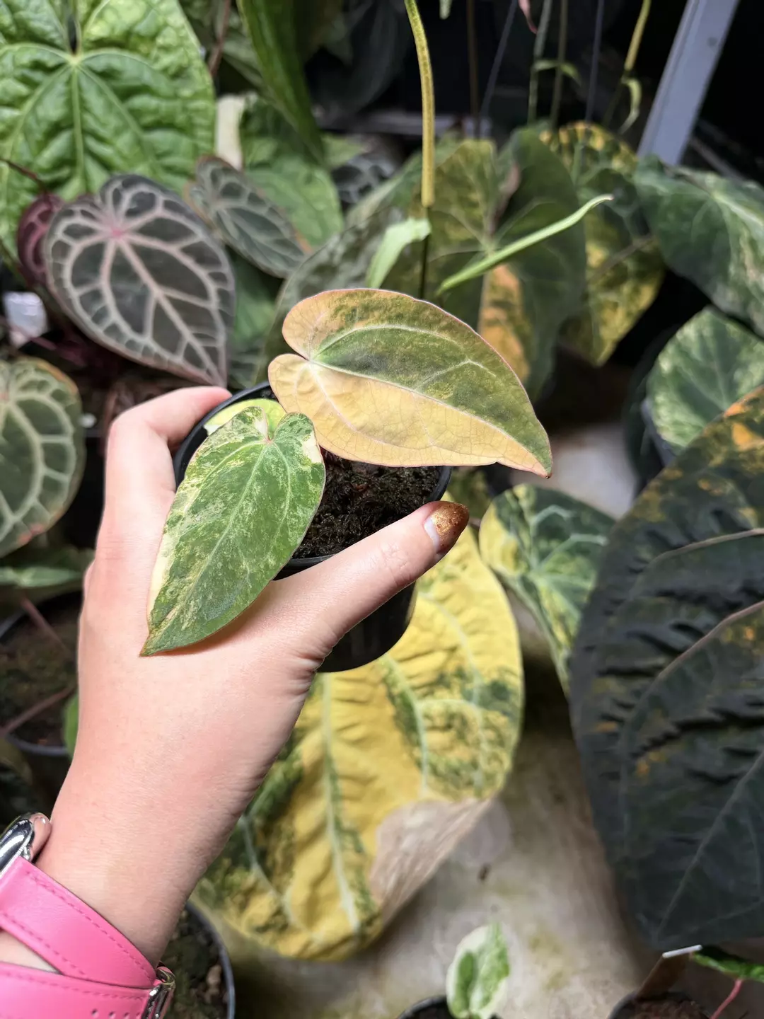 Orange Megatron thumbnail