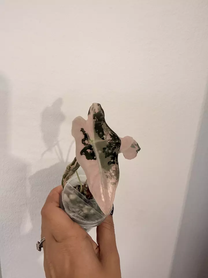 2 Pink Nobilis K in one 🫣👀 thumbnail