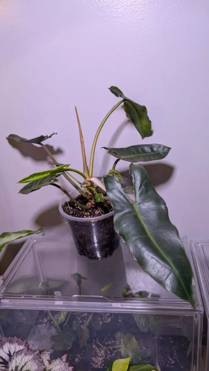 Philodendron Billietae 6 inch pot thumbnail