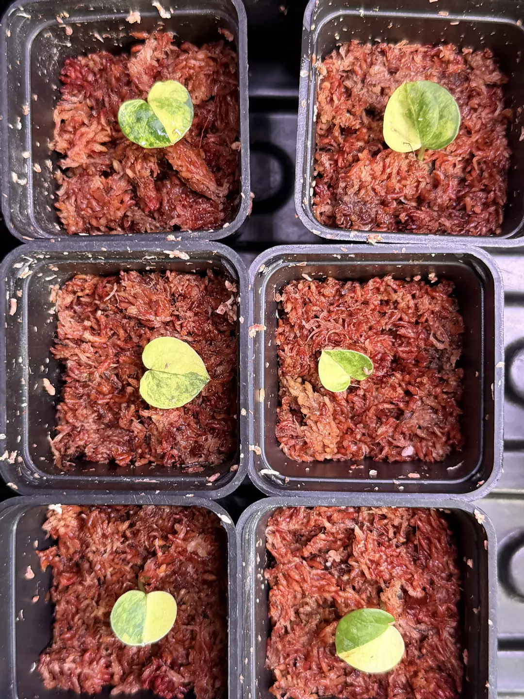 Red mag x GY pap orange confirmed seedling large seed thumbnail