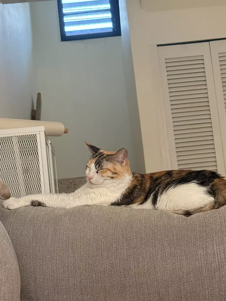 2 Mystery Alocasia Pups ( var obv) thumbnail