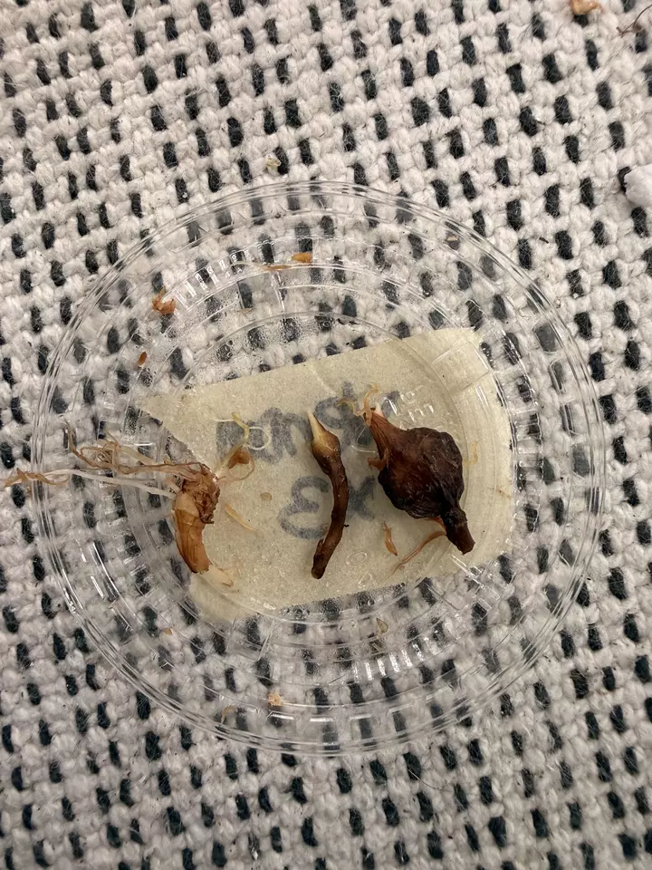 HOT CORM BUNDLE- 3 Venom Corms thumbnail