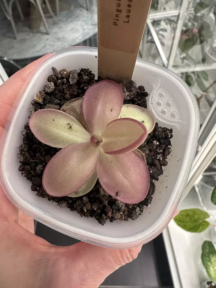 0831 Pinguicula Laueana thumbnail