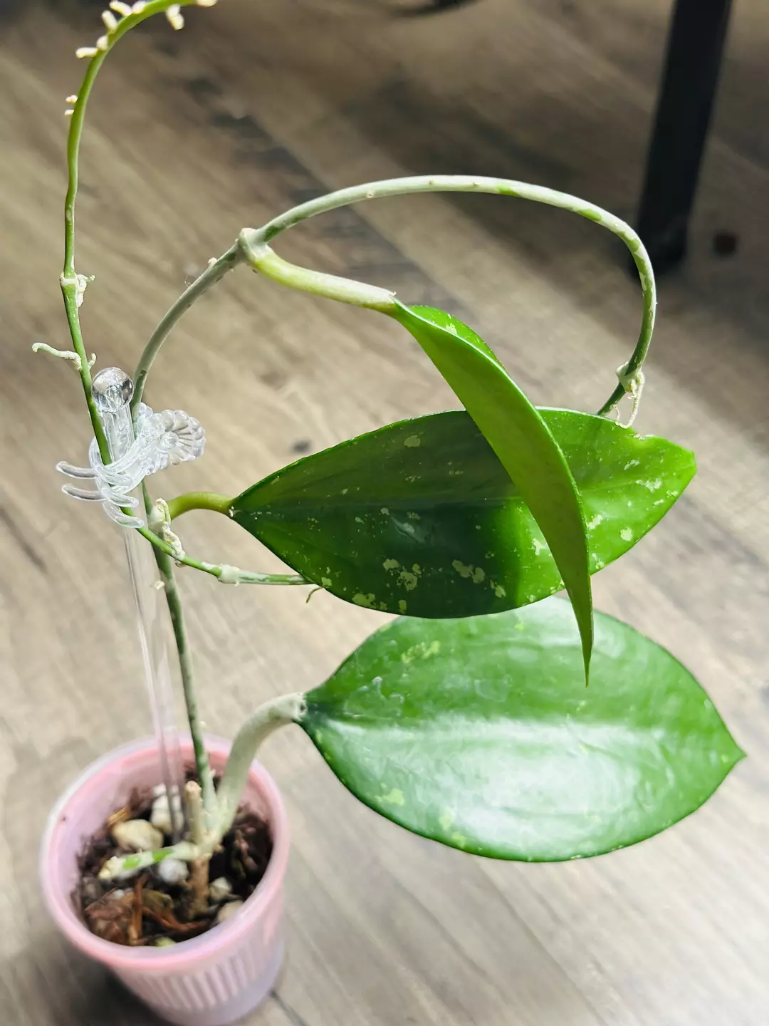 Hoya Potsii Splash thumbnail