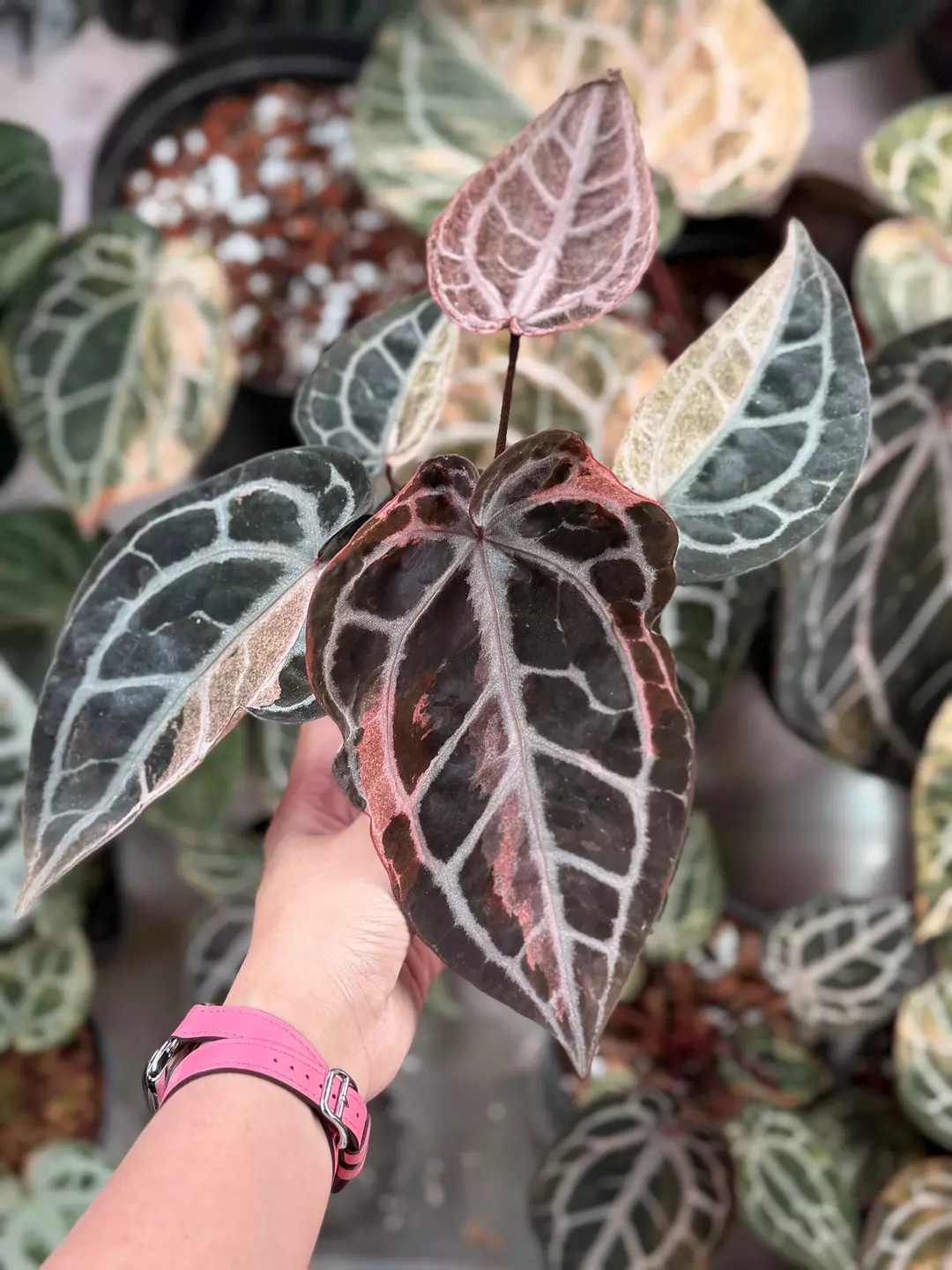 Doc block glitter var flowering size thumbnail