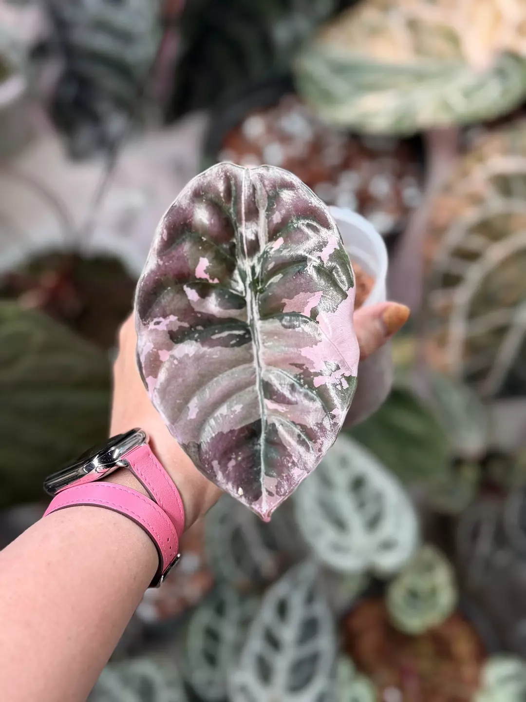 Cuprea true pink. offset rooted with new leaf (mother shown) thumbnail