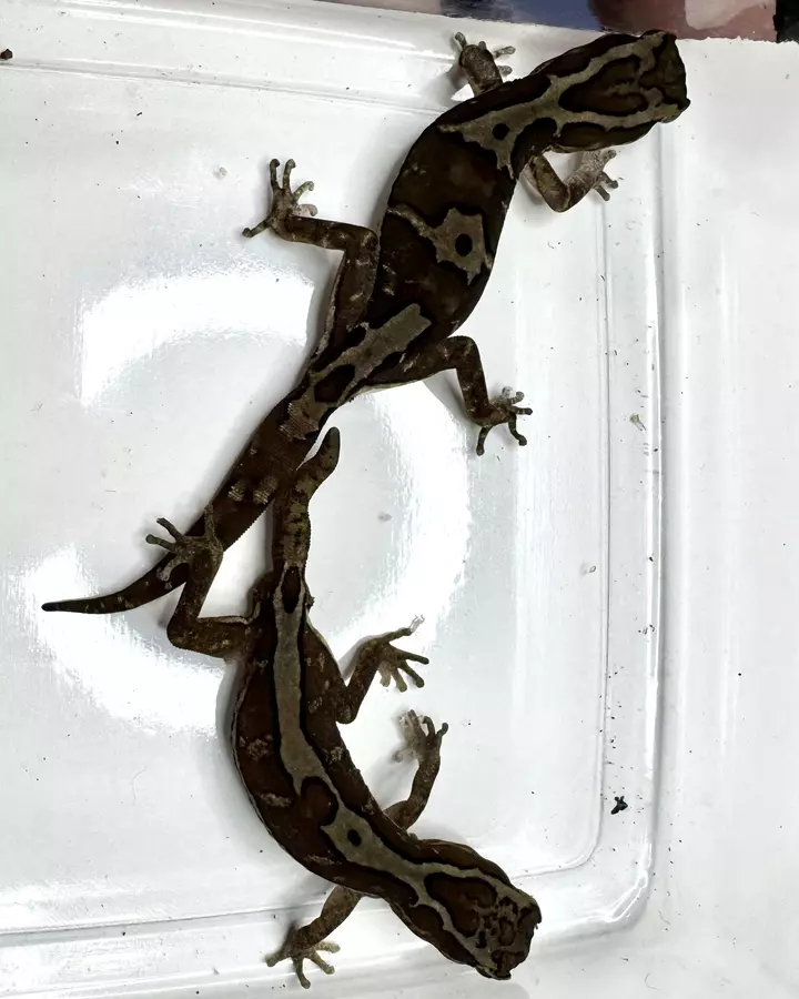 1.1 Lucasium steindachneri pair thumbnail