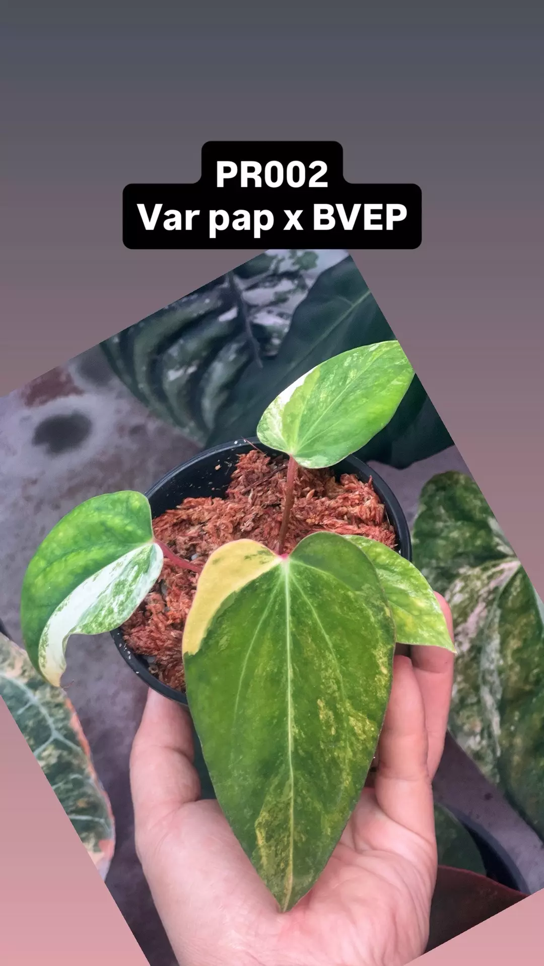 Var pap x BVEP 002 thumbnail