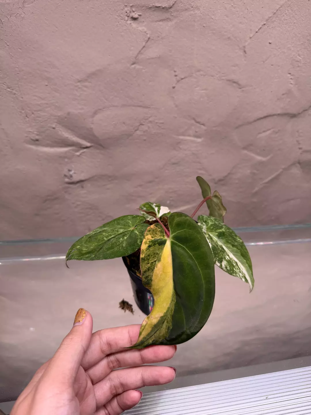 Var pap x BVEP large thumbnail