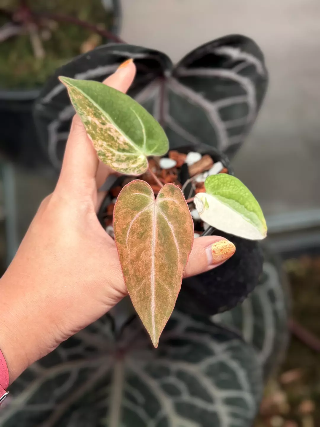 Var pap x Carla: gorgeous Carla colors thumbnail