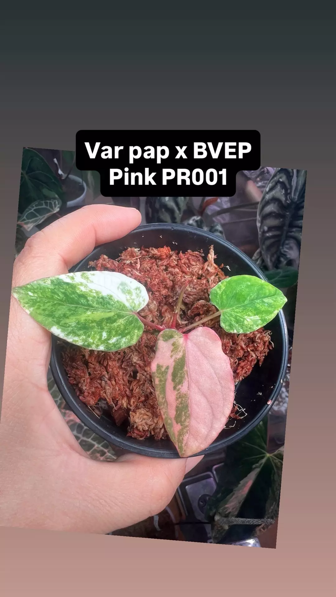 Var pap x BVEP Pr001 pink thumbnail