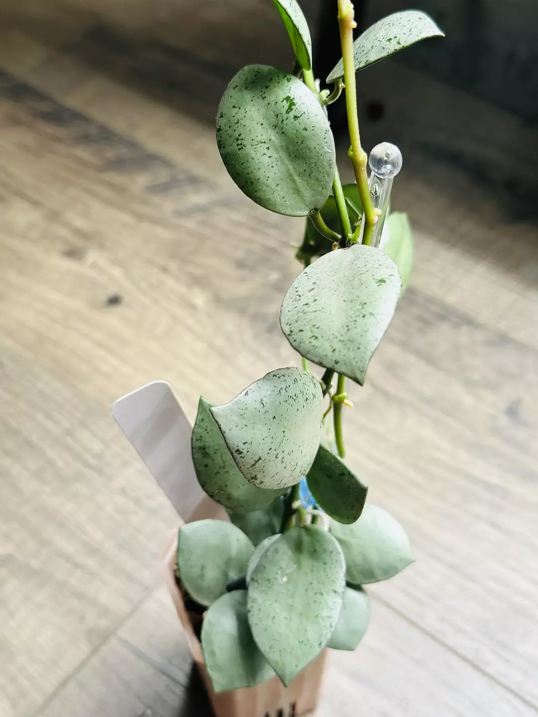 Hoya Lacunosa Mint Coin thumbnail