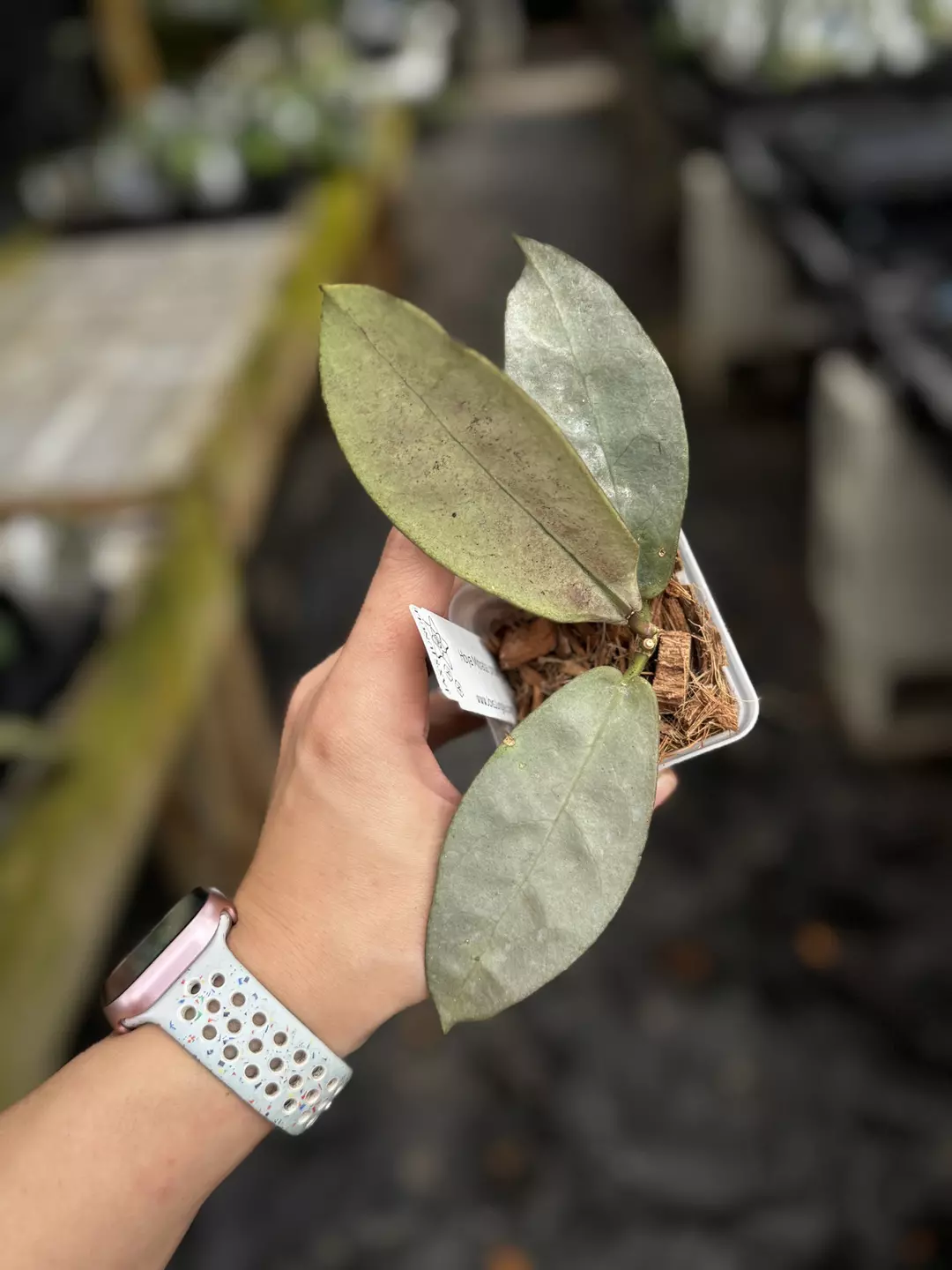 Hoya Mitrata pearl gold thumbnail