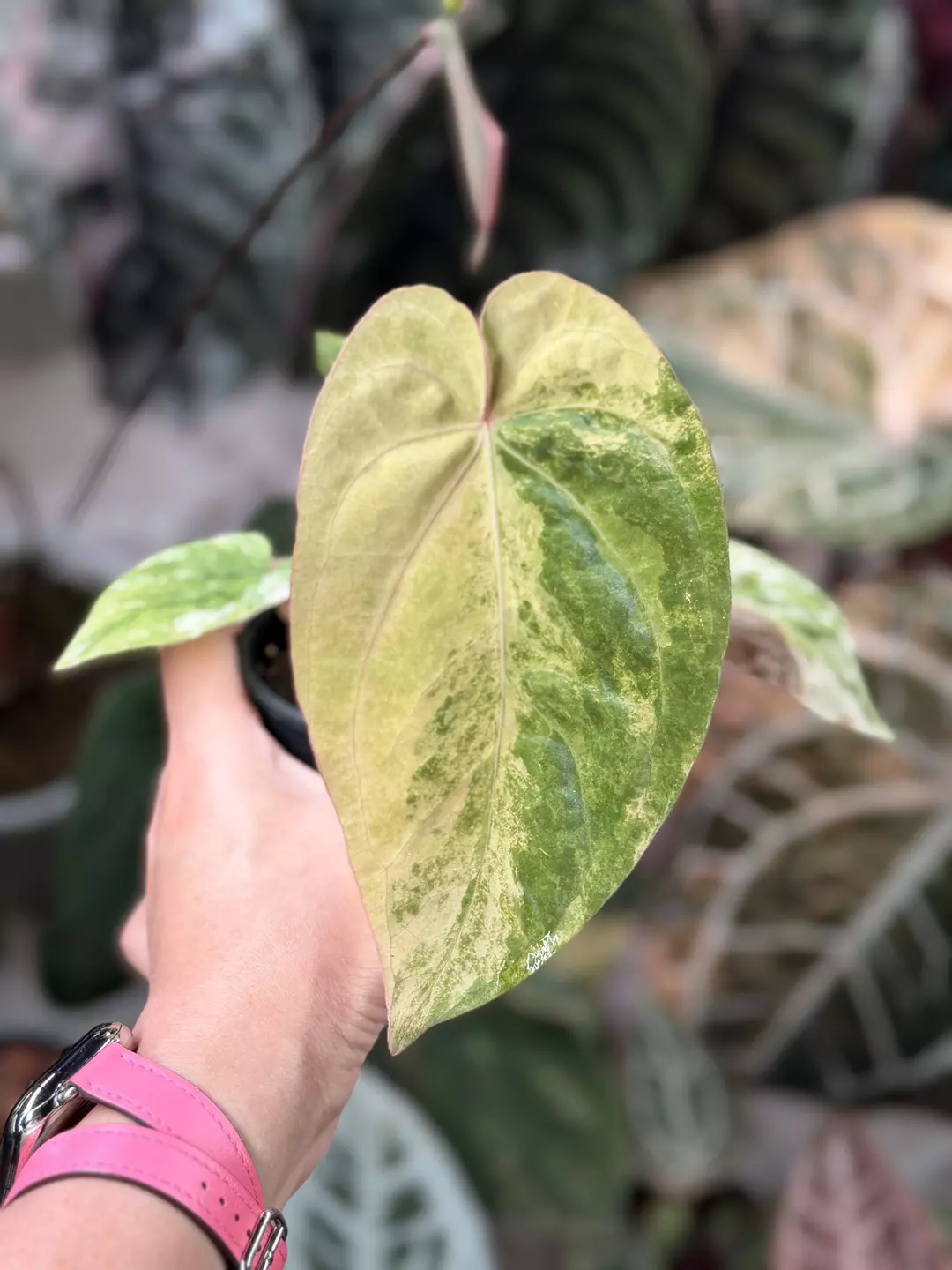 Pap x dress round thumbnail