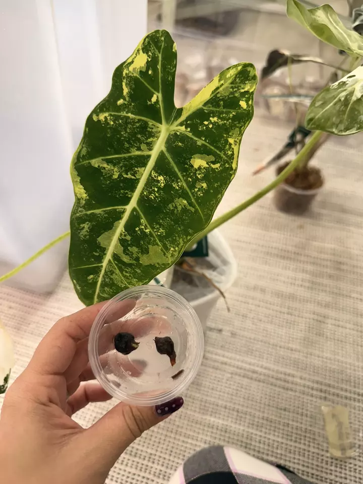 HOT CORM BUNDLE- 2 Frydek Albo Corms thumbnail