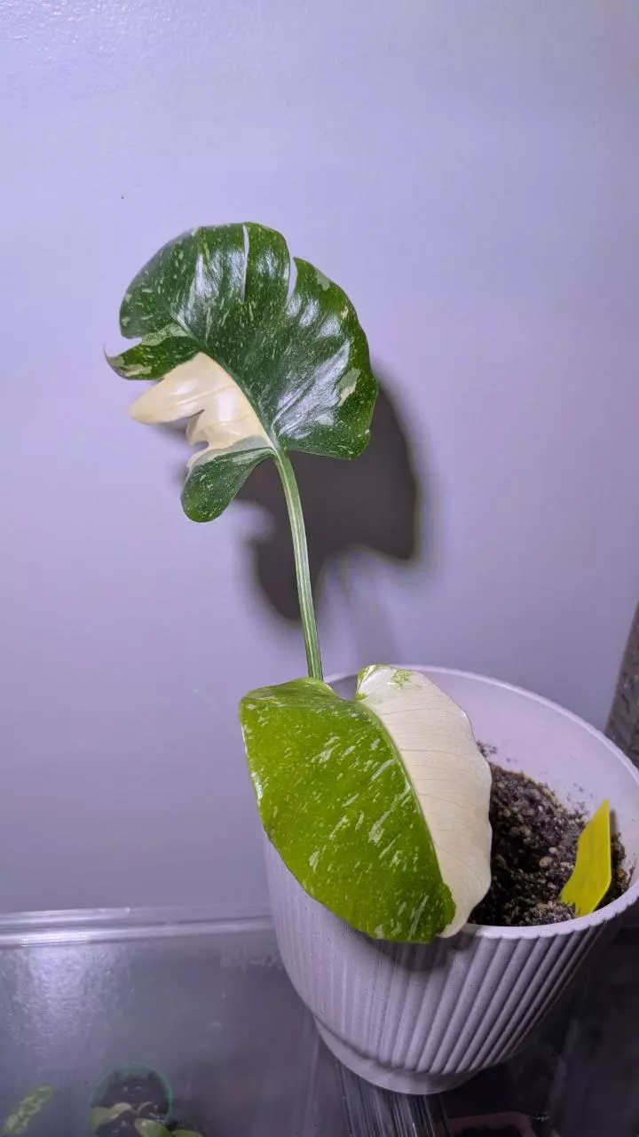 Monstera Thai thumbnail