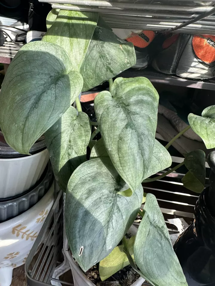 Scindapsus hero $10/node cutting thumbnail