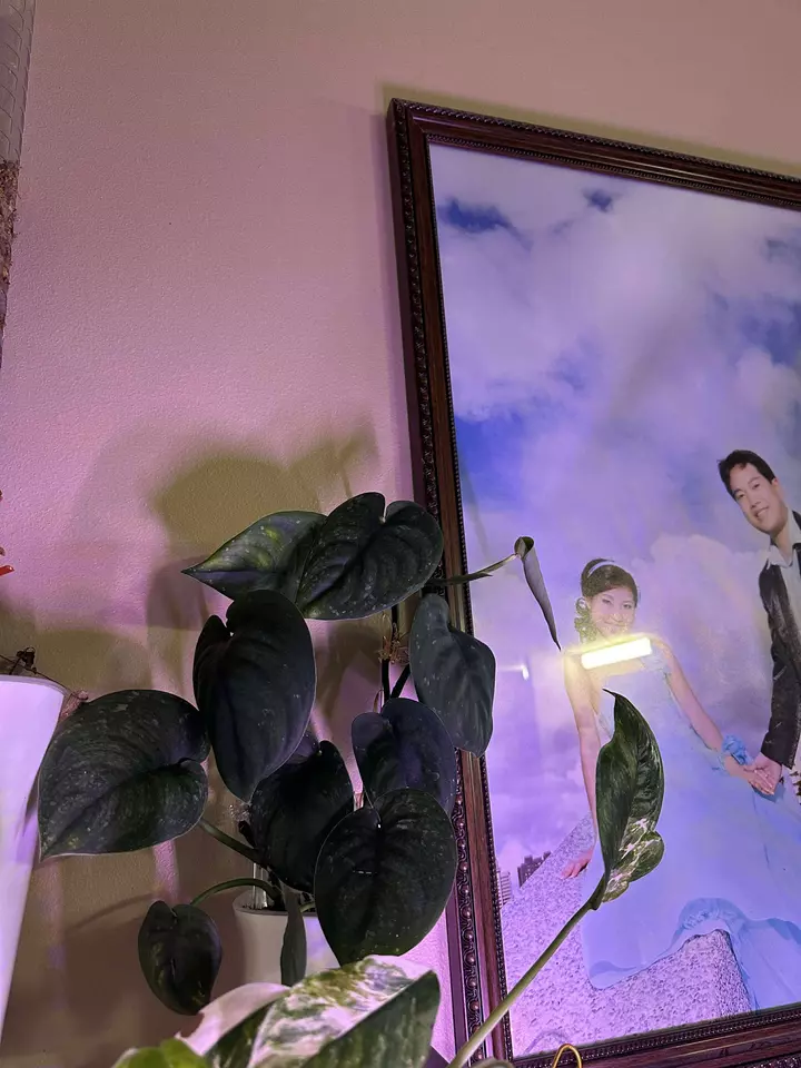 Scindapsus officialis $10/node cutting thumbnail