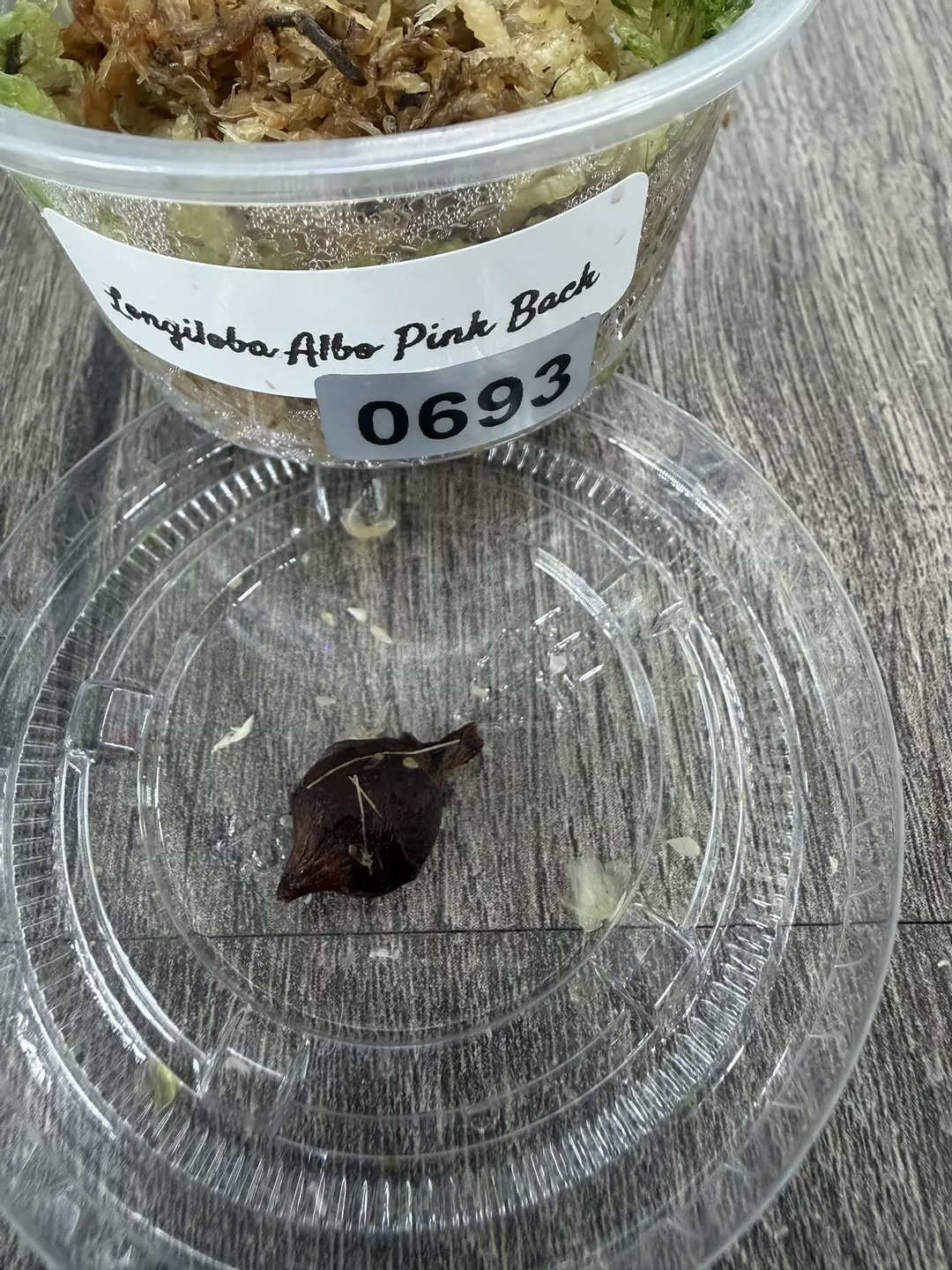 Longiloba Albo Pink Back Corm #693 thumbnail