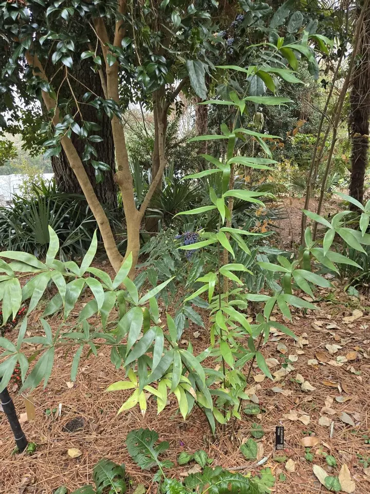 Ceratozamia Hildae Growers Choice Seedlings (1-3 leaf) thumbnail