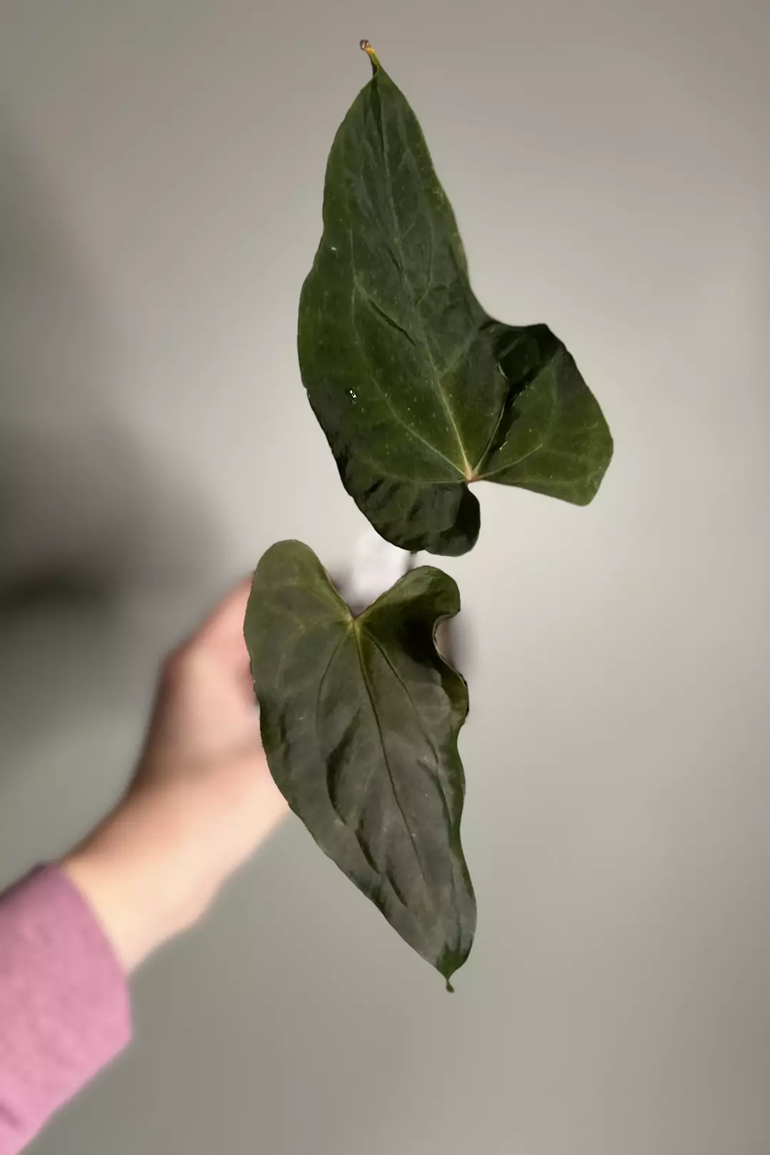 Fort Sherman X Ralph Lynam thumbnail