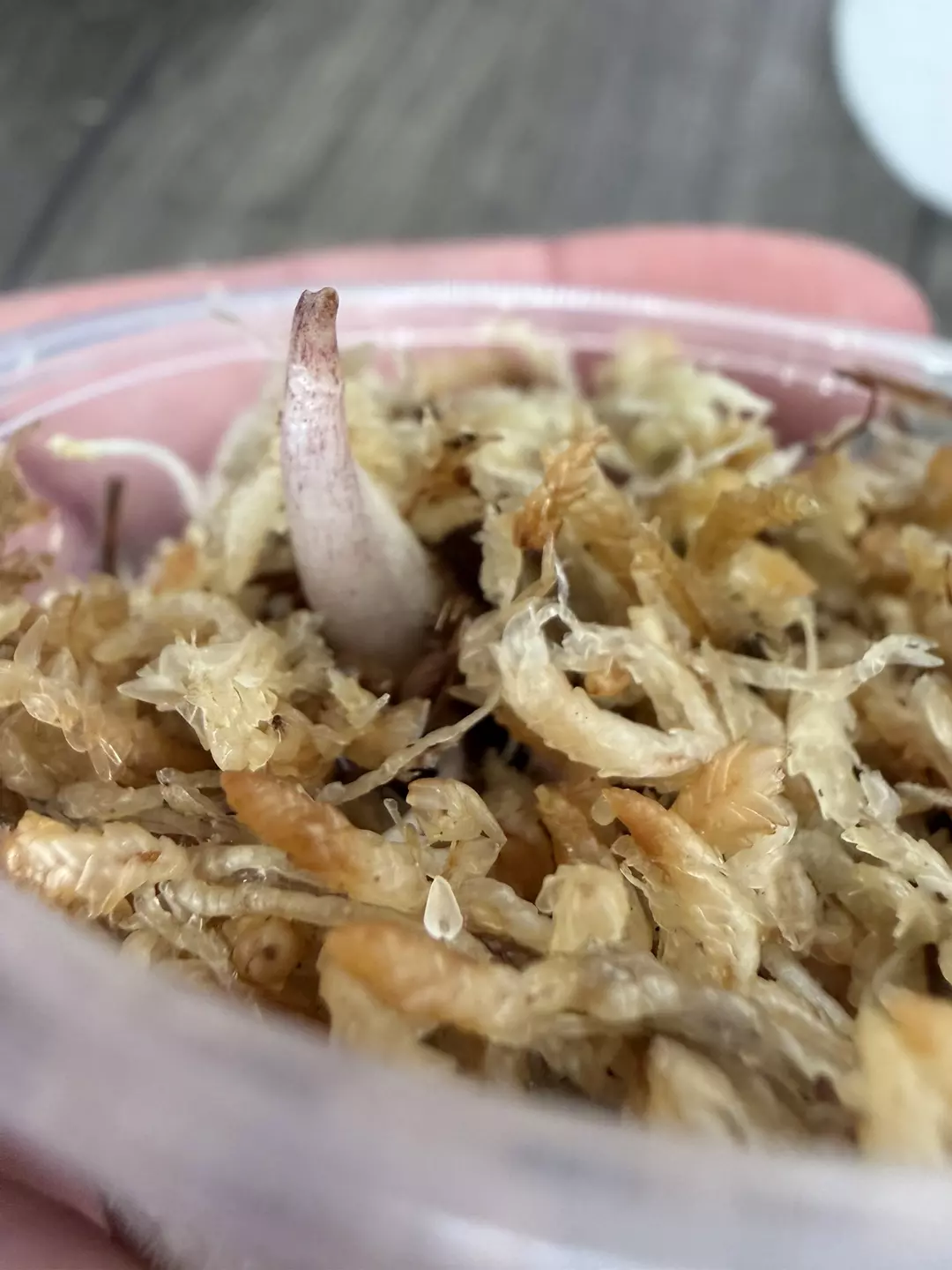 Pink Serendipity Corm #688 thumbnail