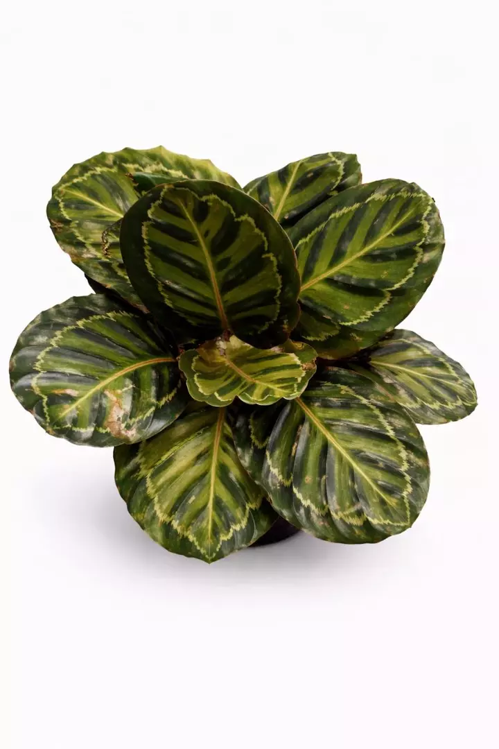 Calathea Roseopicta Medallion Large thumbnail