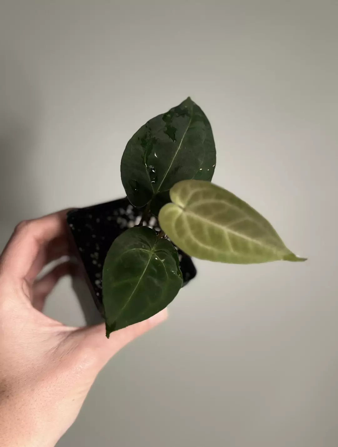 Black Cherry X Self thumbnail