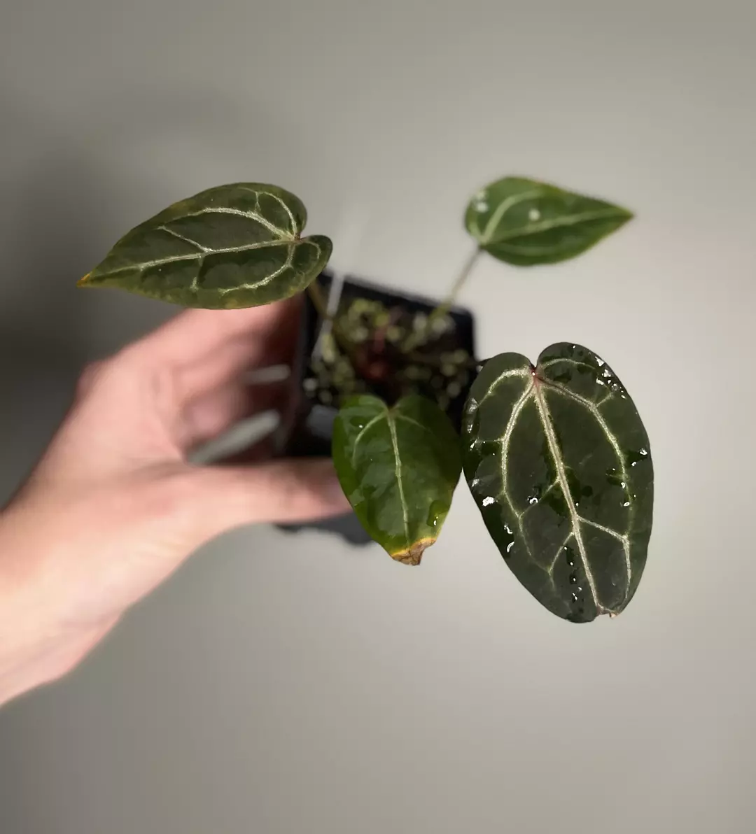 Wonderboy (Hawaii X “B”)  thumbnail