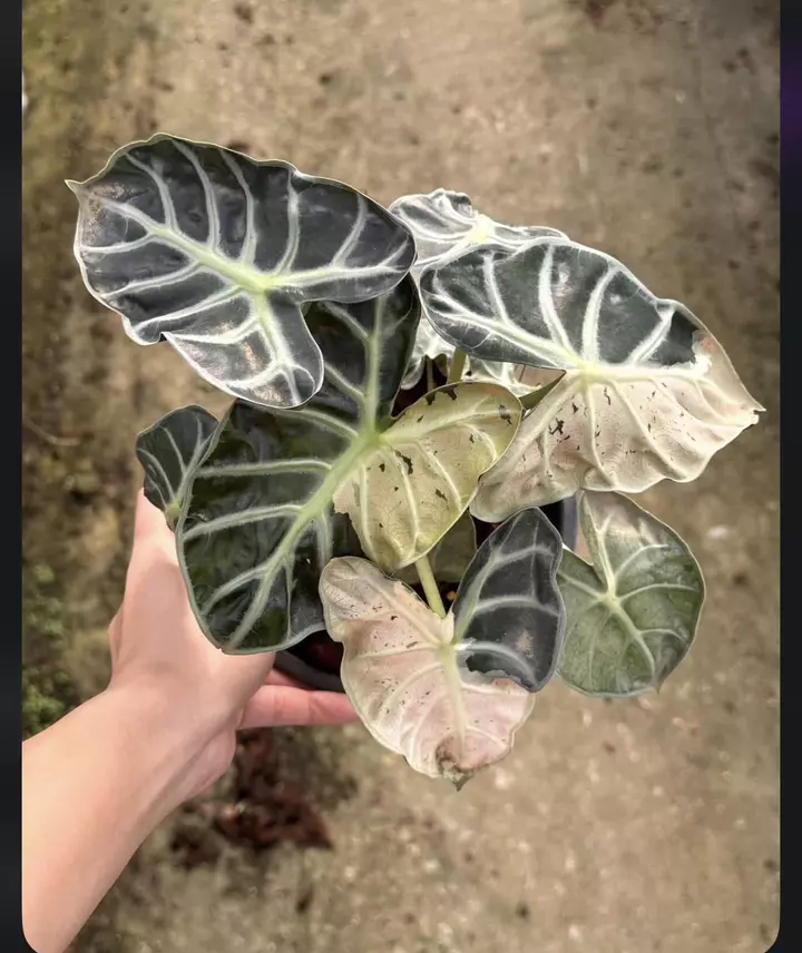 GC-Pink Heart Balloon Corm thumbnail