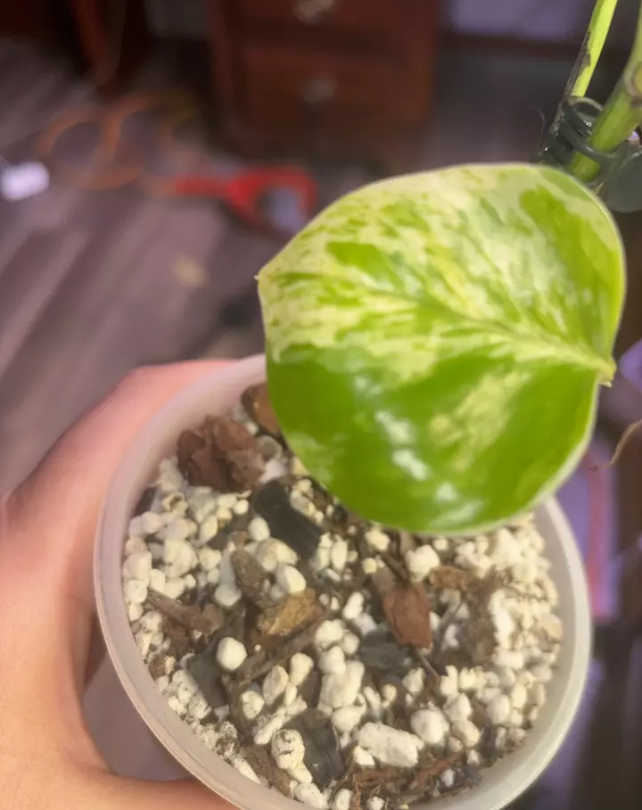 Colorado Constellation thumbnail