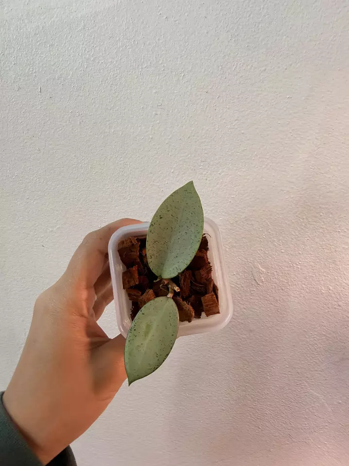 Hoya Verticillata Silver Heart thumbnail