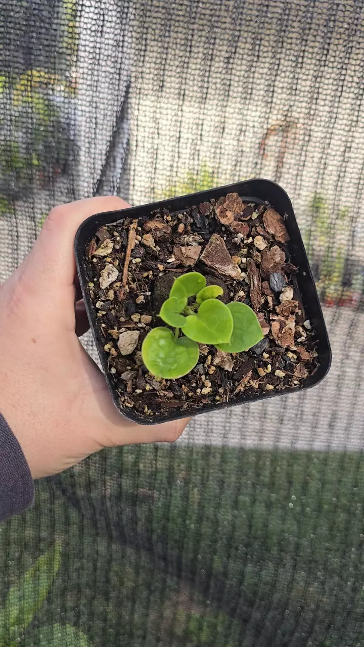 Anthurium Roseonervium seedling thumbnail
