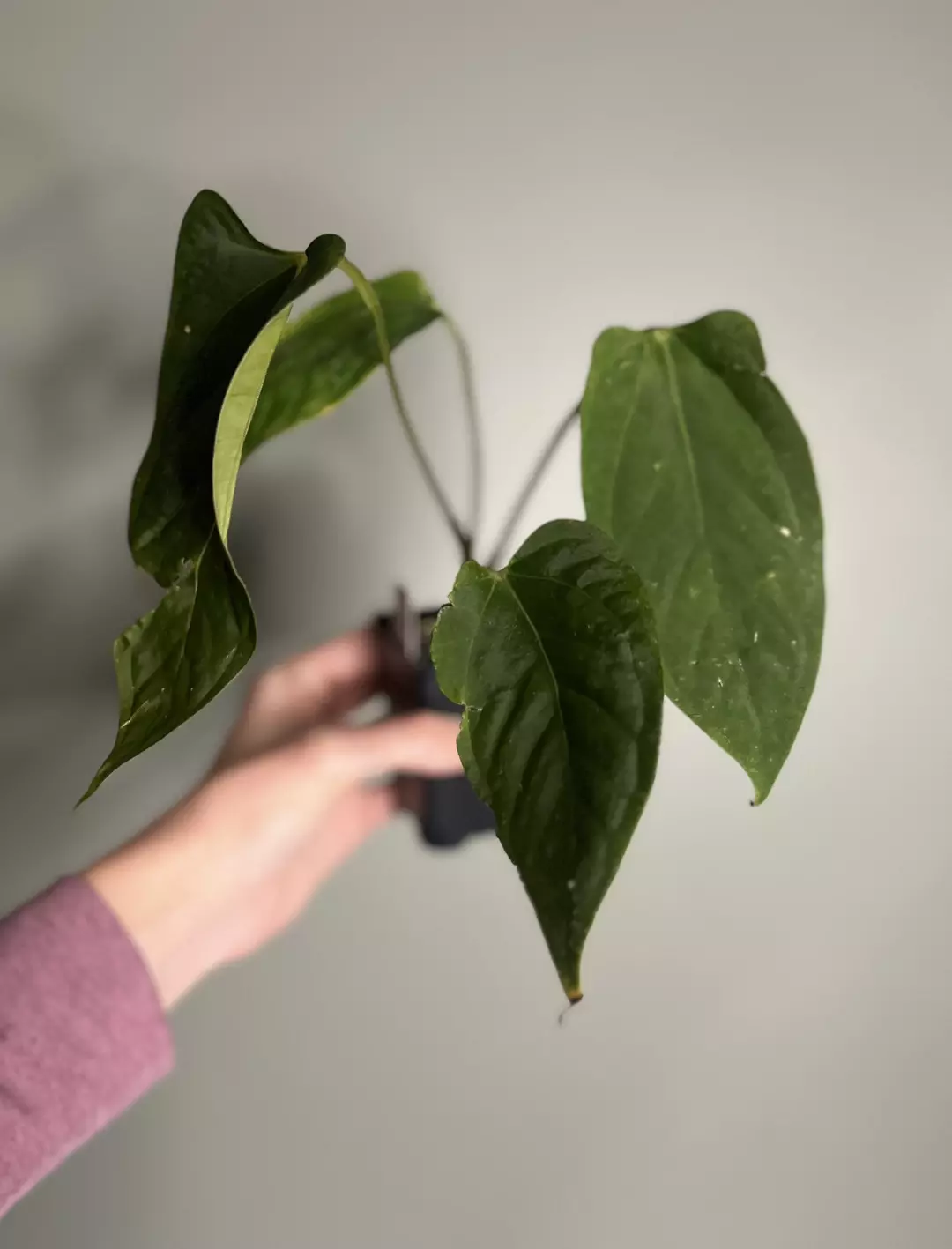 Funky Dark Mama X Dorito Port thumbnail