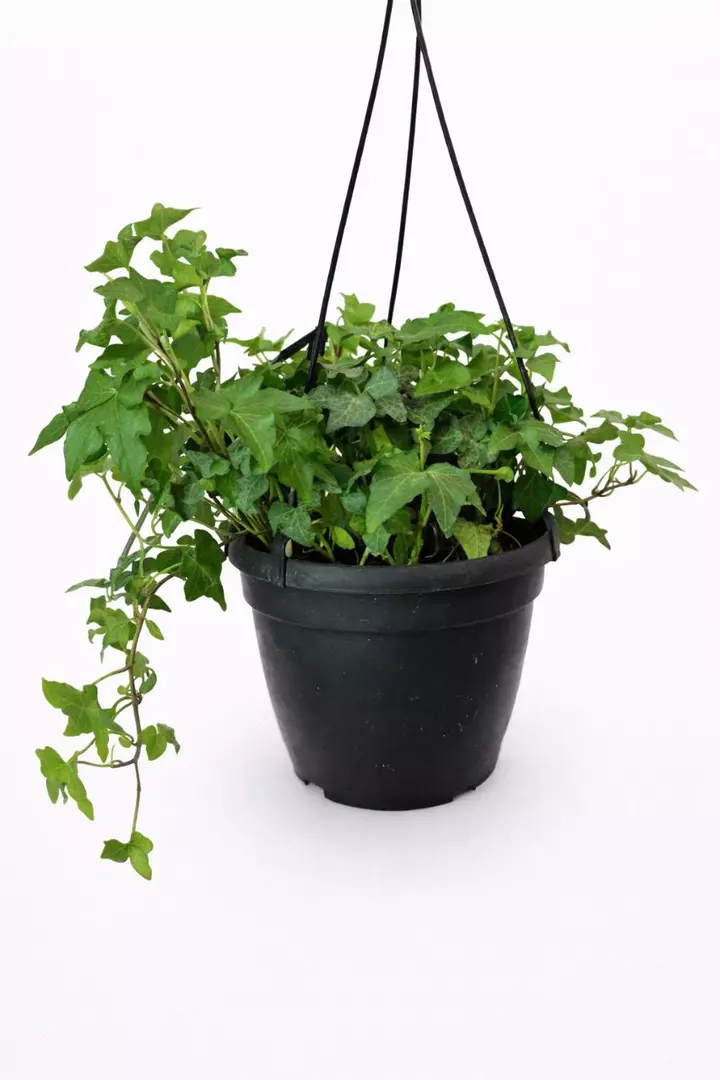 Ivy Full and lush thumbnail