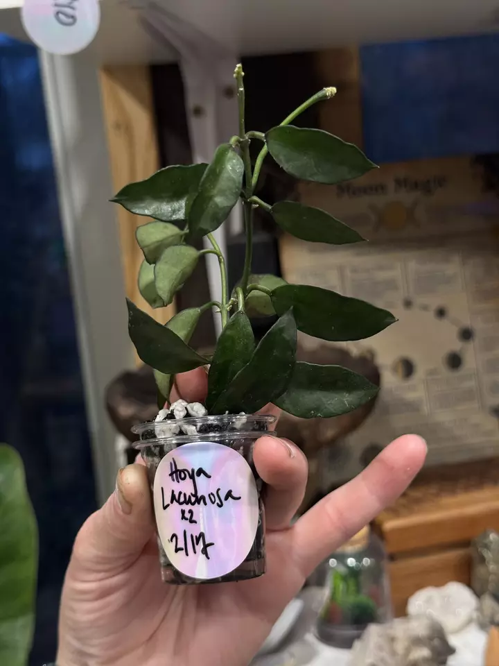 107 Hoya Lacunosa unrooted x2 cuttings in Fluval perlite thumbnail