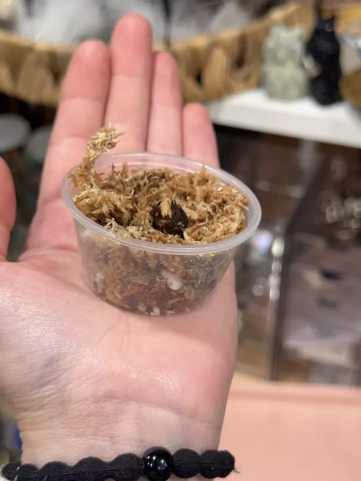 Alocasia Dawn corm thumbnail