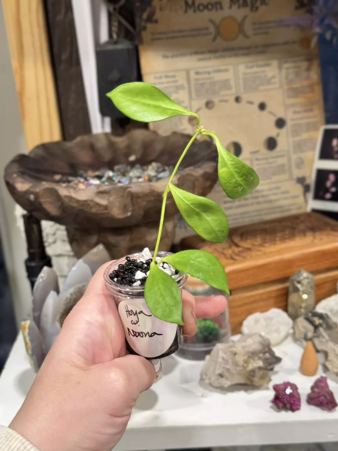 103 Hoya cv Noona lightly rooted in Fluval perlite thumbnail