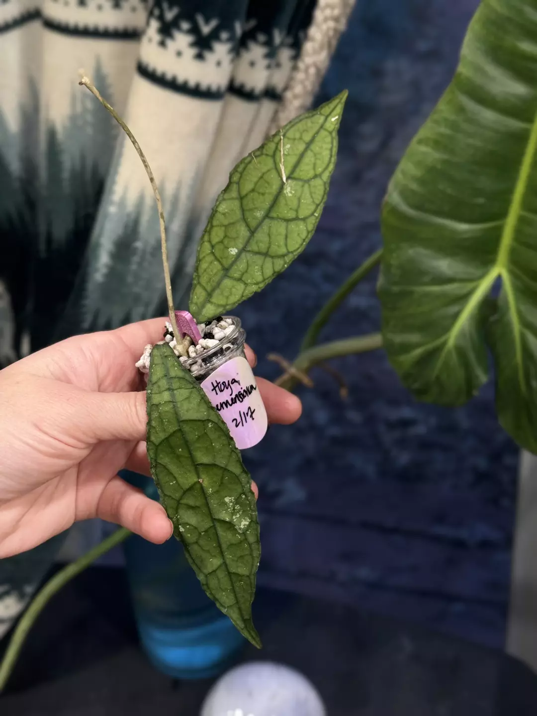 101 Hoya Clemensiorum lightly rooted in Fluval perlite, New growth thumbnail