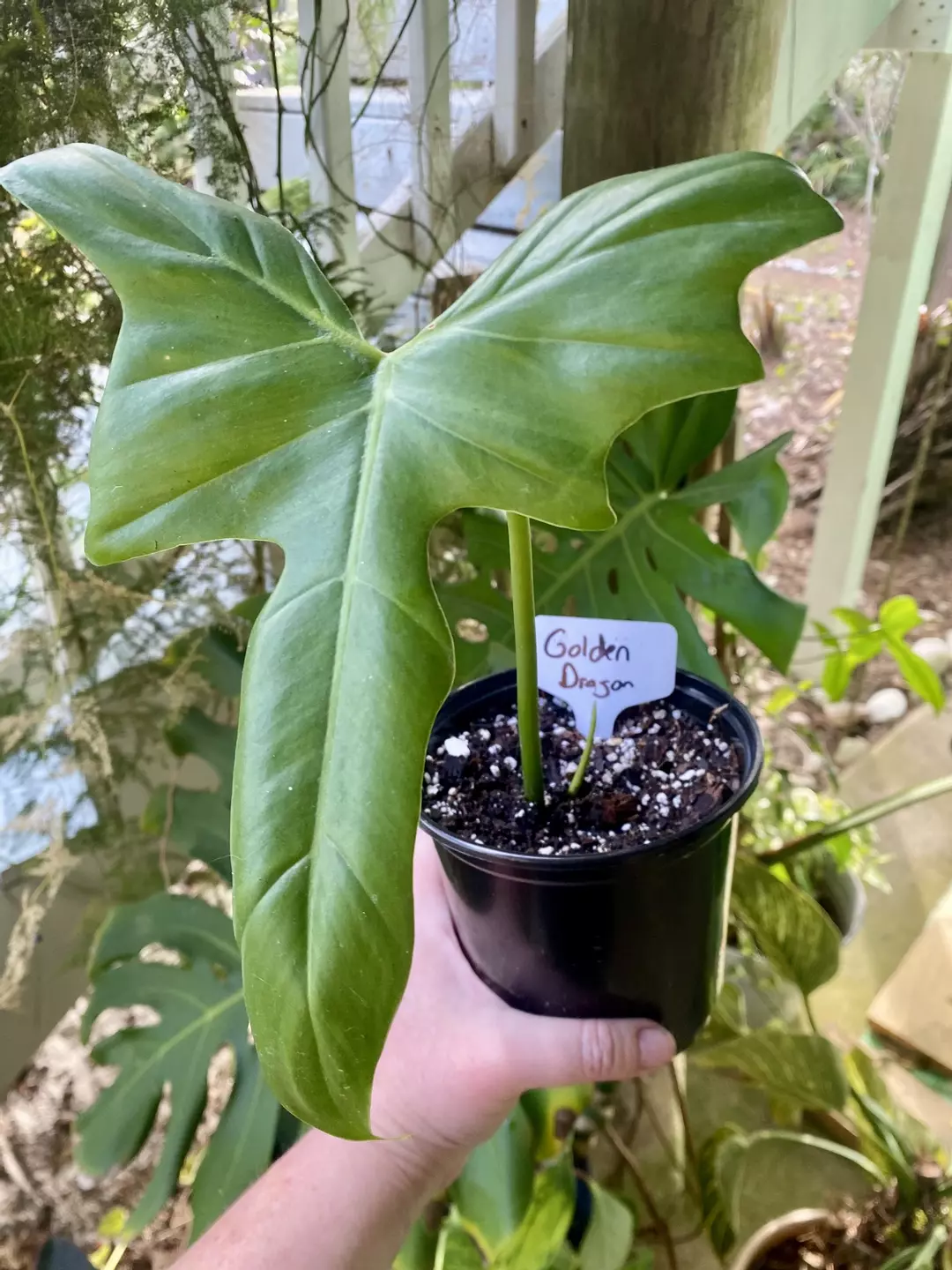 Green Dragon Philodendron thumbnail